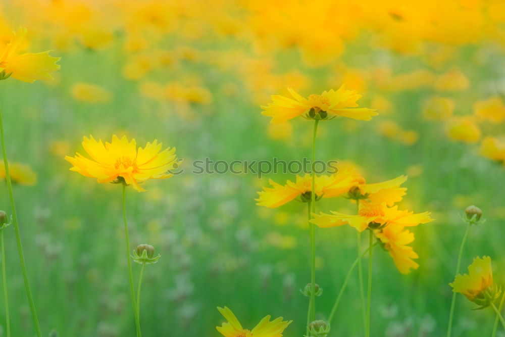 Similar – Image, Stock Photo Beginning of the bee time