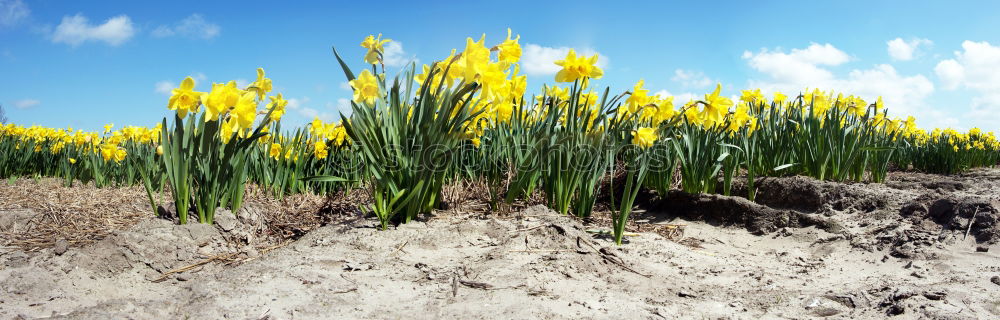 Similar – Foto Bild gelbe Blumen mit hellem Getreidefeld und blauem Himmel im Hintergrund