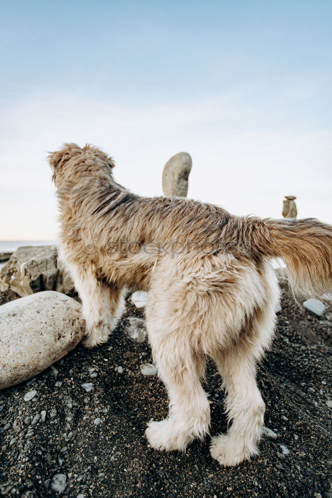 Similar – Foto Bild Instinct Natur Urelemente