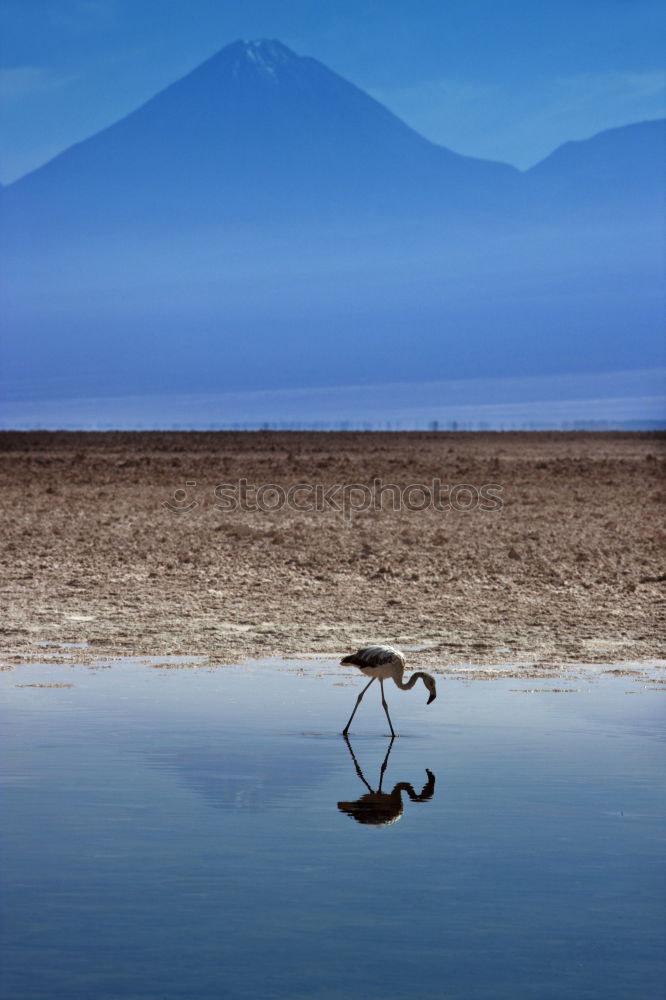 Similar – flamingos Lake Lake Nakuru