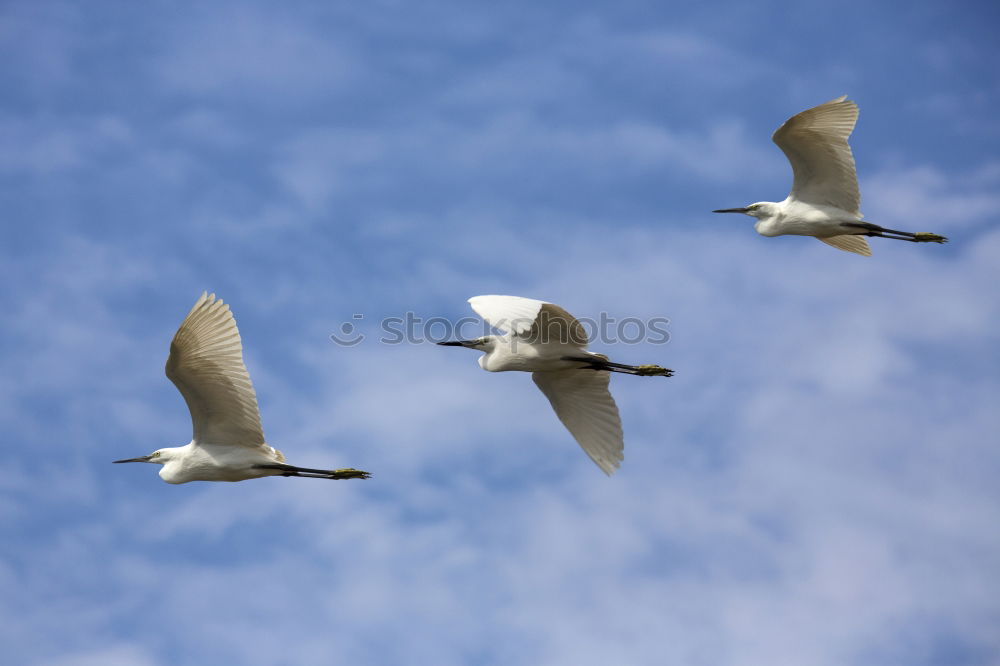 Similar – flugmöwen Natur Luft