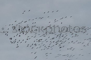 Similar – Foto Bild birds above cornfield Tier