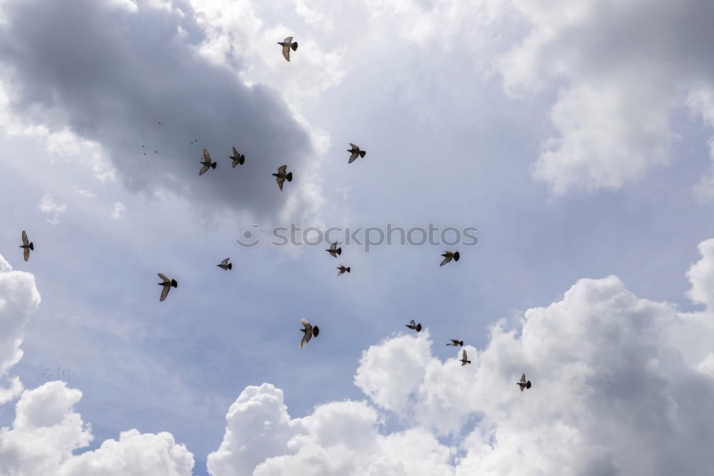 Similar – Image, Stock Photo helifield Canola