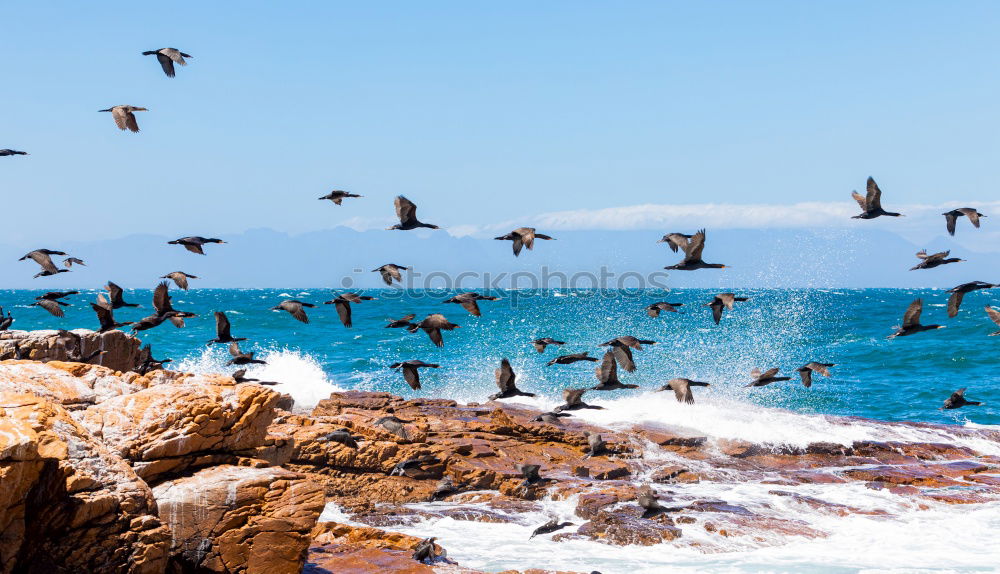 Similar – Penguin dancing.