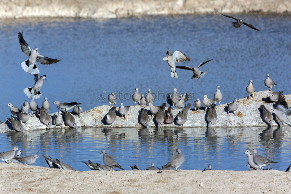 Similar – Image, Stock Photo a flock of seagulls flies up excitedly from a wooden jetty by the lake