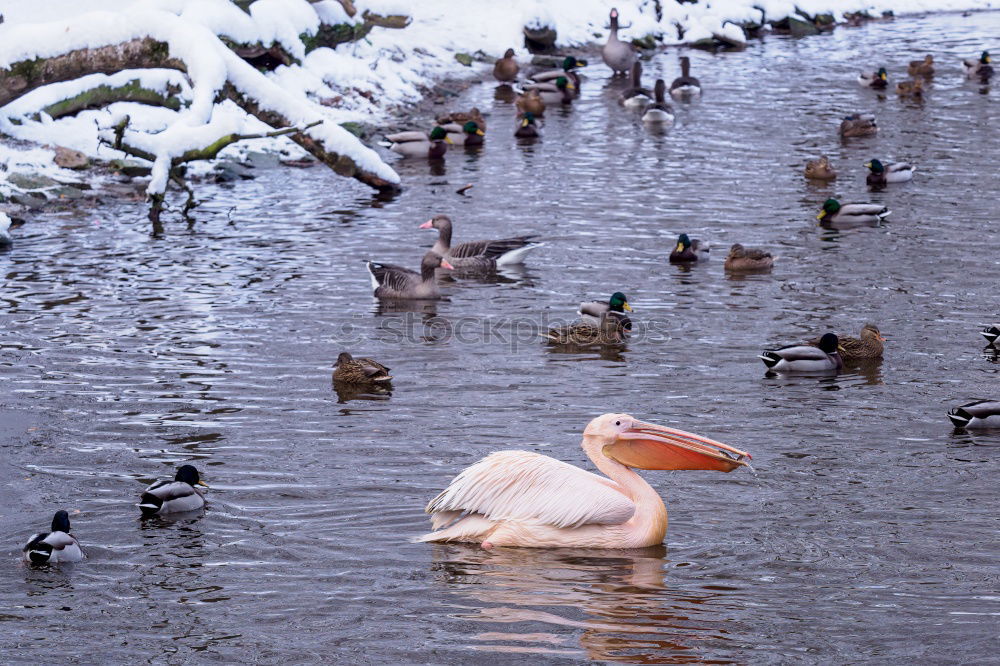 Similar – Schaulaufen Natur Wasser