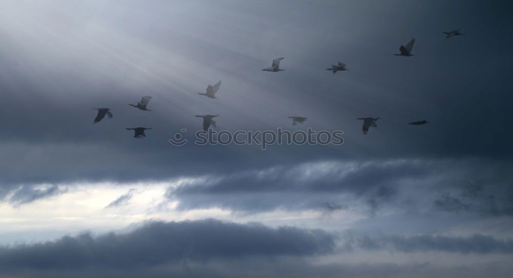 Similar – Gulls at the Baltic Sea