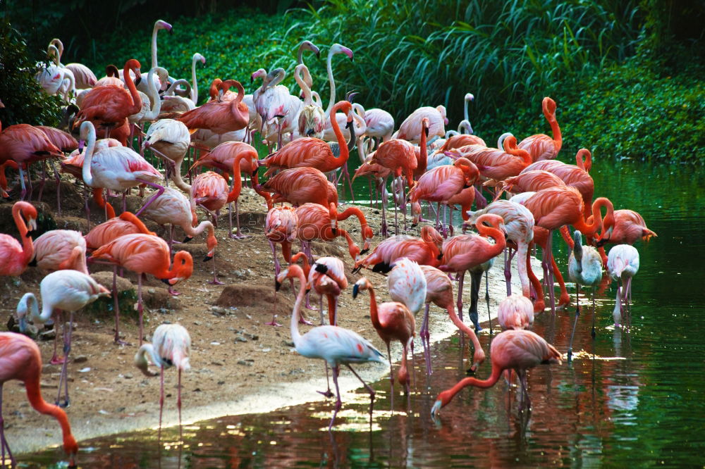 Similar – greater flamingos Animal