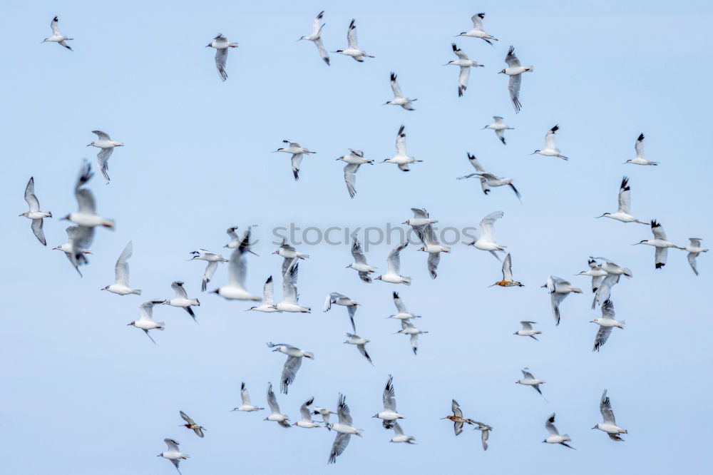 Similar – Image, Stock Photo formation flight Animal