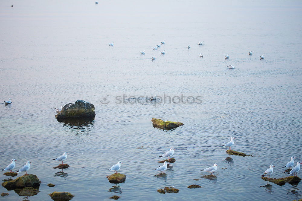 Similar – Polish seagulls Seagull