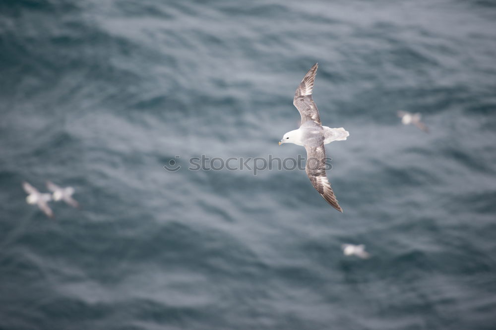 Similar – Vestmannaeyjar | Iceland