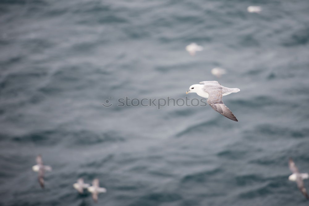 Similar – Vestmannaeyjar | Iceland