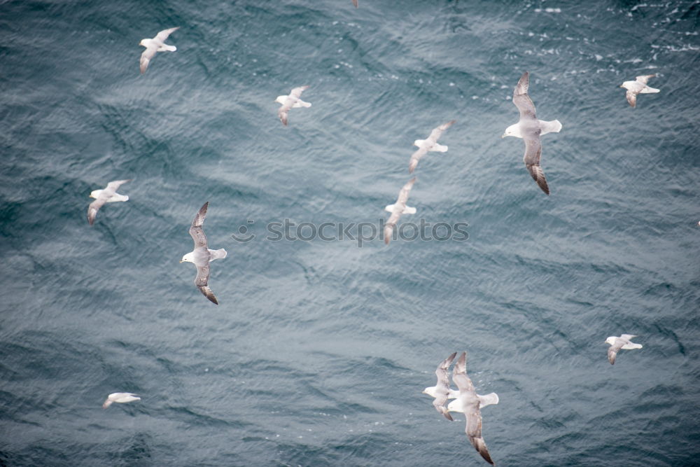 Similar – Seagull swarming 4