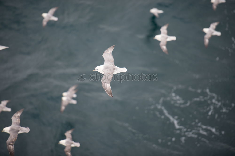 Similar – Image, Stock Photo formation seagulls Ocean