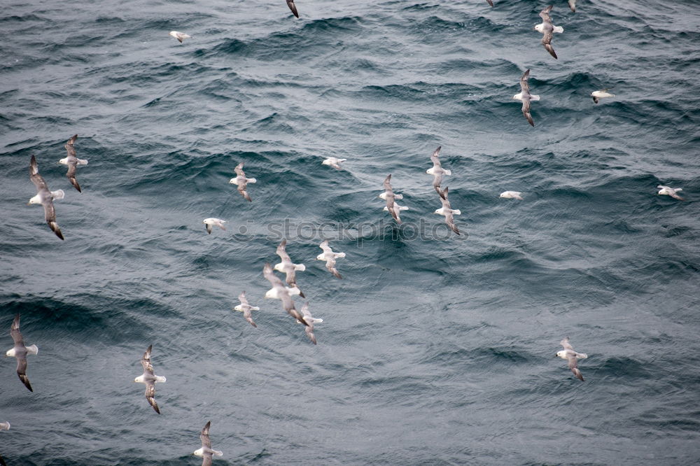 Similar – Marine habitats from above