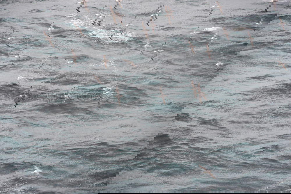 Similar – Image, Stock Photo seagull swarming