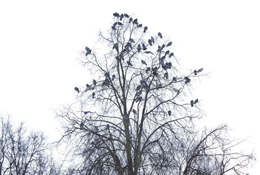 Similar – Image, Stock Photo pigeon tree Environment