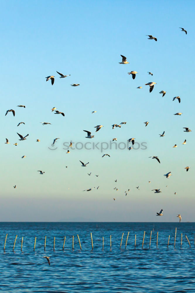 Similar – Image, Stock Photo Birds on wooden nest Flock