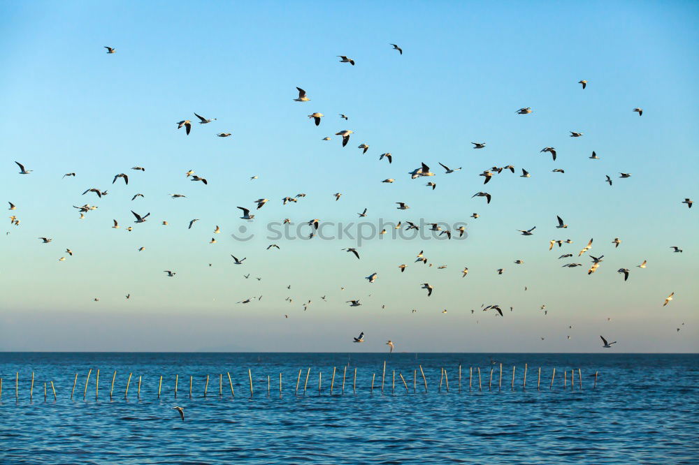 Similar – Image, Stock Photo Birds on wooden nest Flock
