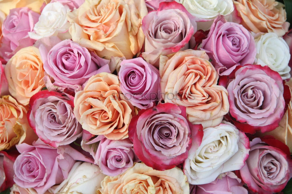 Similar – Image, Stock Photo Flower bouquet. Plant Rose