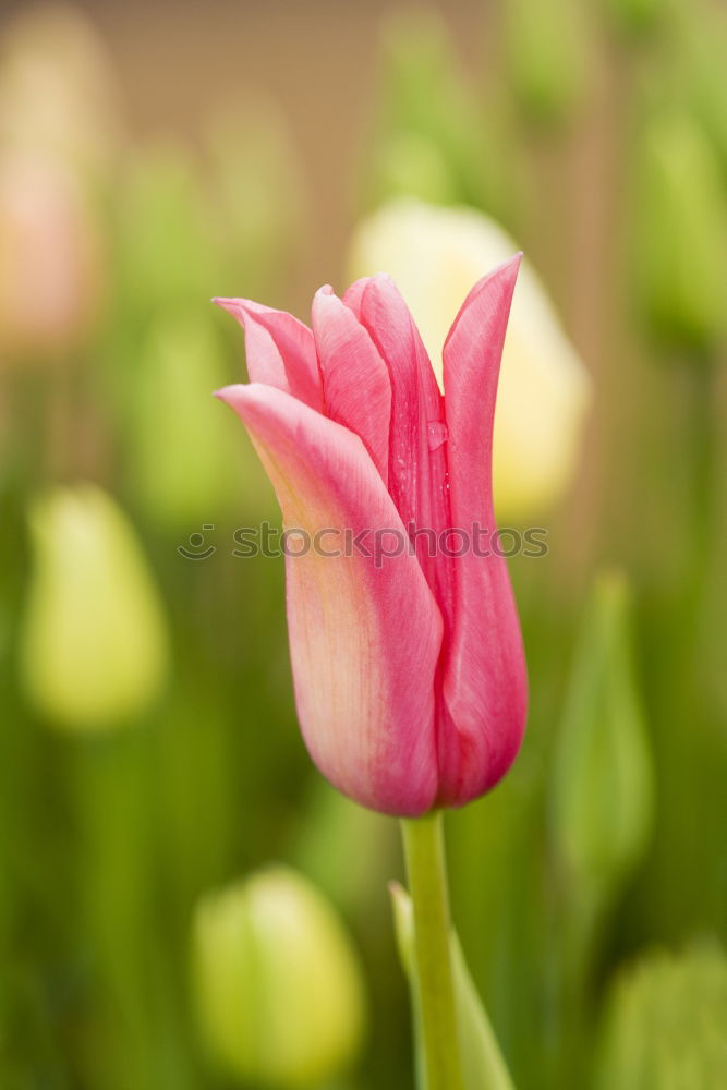 Similar – Flowering red poppy in the garden