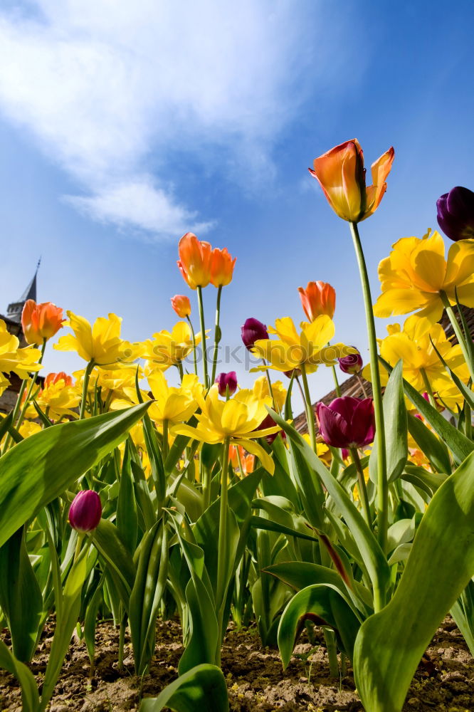 Image, Stock Photo Happy Easter Nature Sky