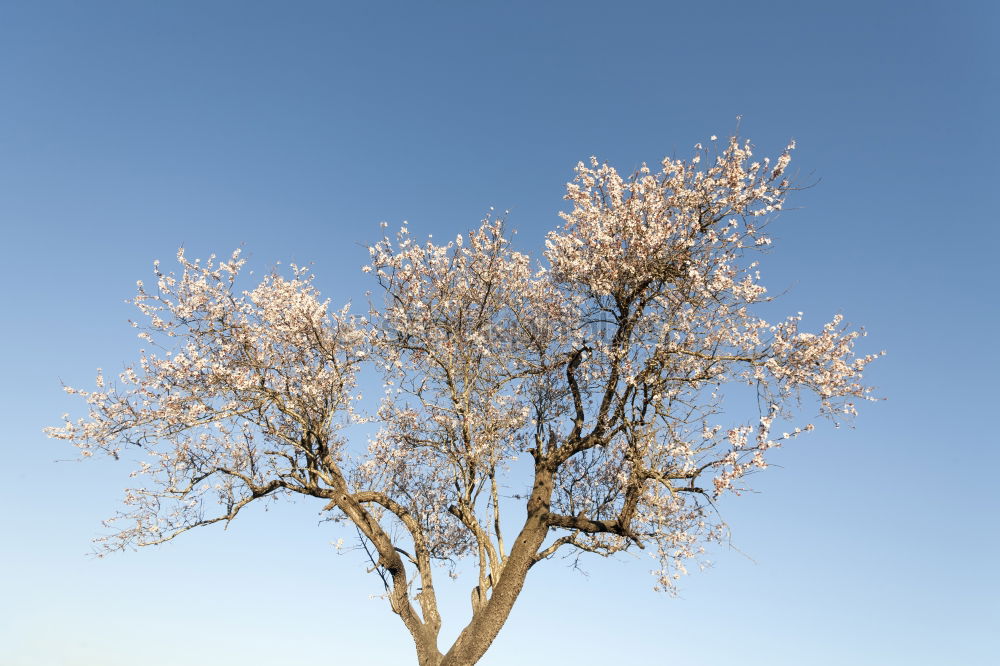 Similar – weißblaue geschichten