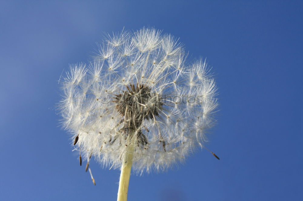 zerzauste Pusteblume , an der schon einige Samen fehlen