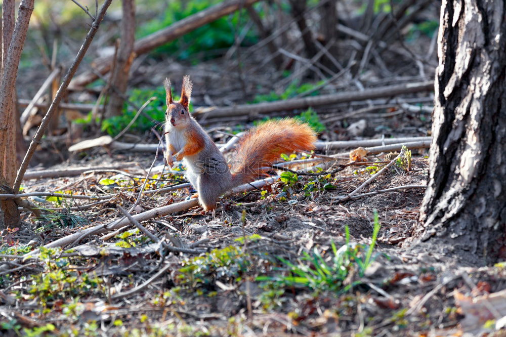Similar – Image, Stock Photo Curious squirrel in a tree