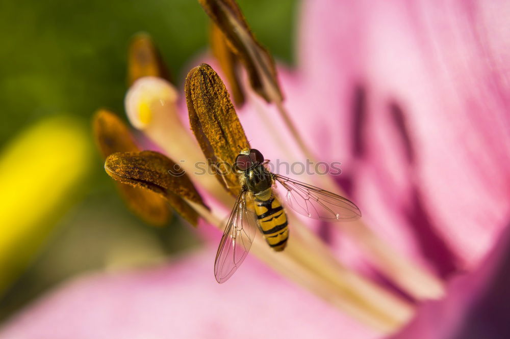 honeymouth Nature Plant