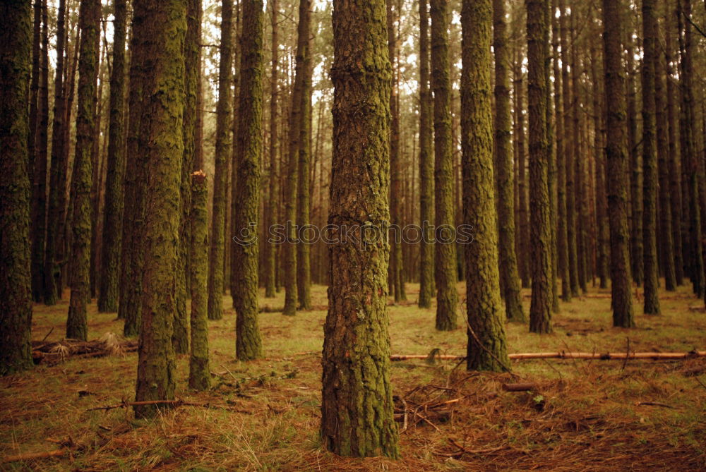 Similar – Image, Stock Photo pines Environment Nature