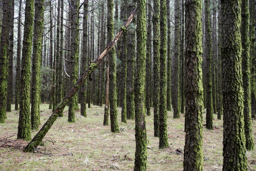 Similar – Foto Bild lauter Bäume Umwelt Natur