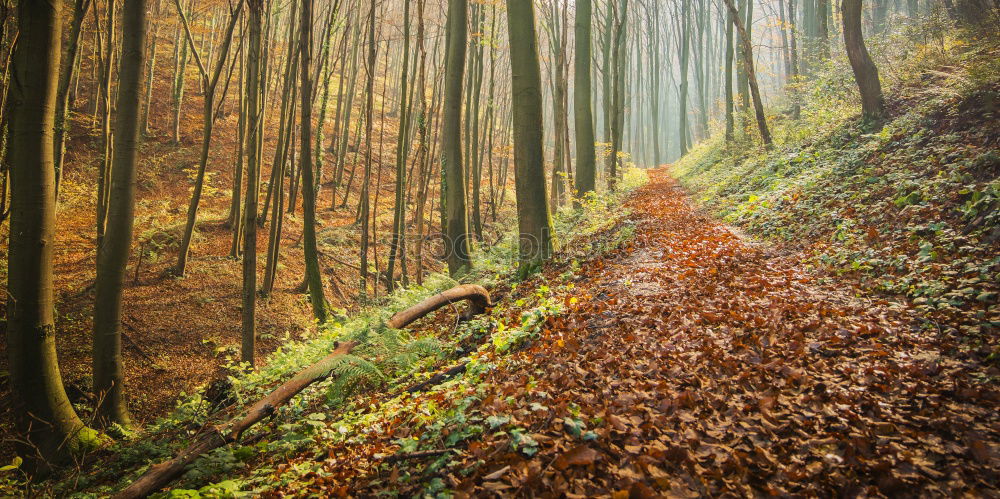 Similar – Image, Stock Photo Forest bathing in September