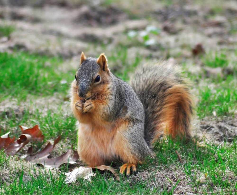 Similar – Image, Stock Photo meal Environment Nature