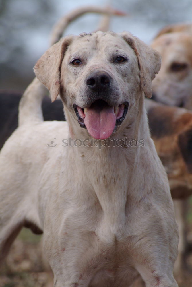 Similar – Image, Stock Photo caper Jack Russell terrier