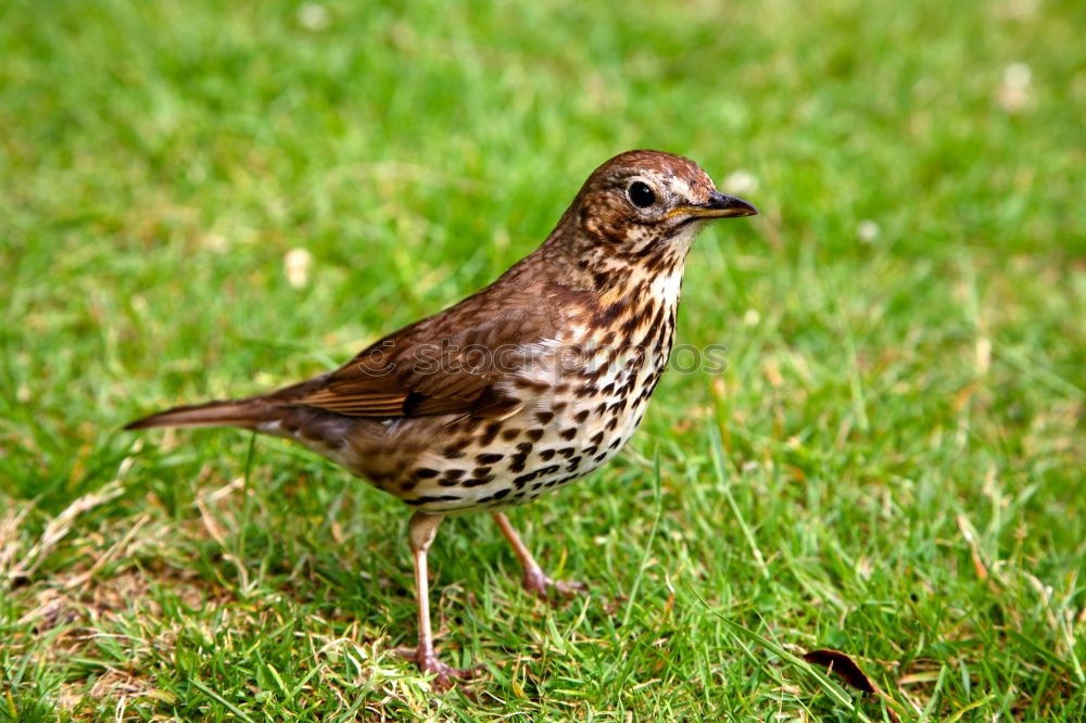 Similar – Image, Stock Photo Curious blackbird on the meadow