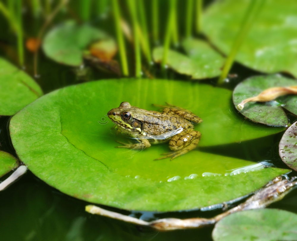 Similar – Frog swims next to water lily leaf in pond