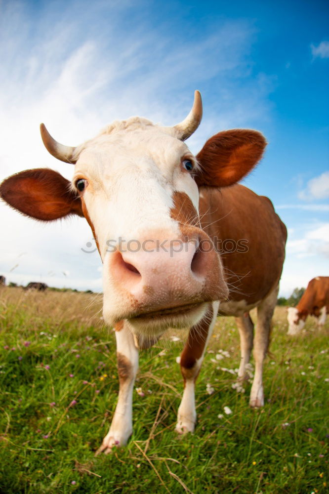 Similar – Portrait of two cows Cow