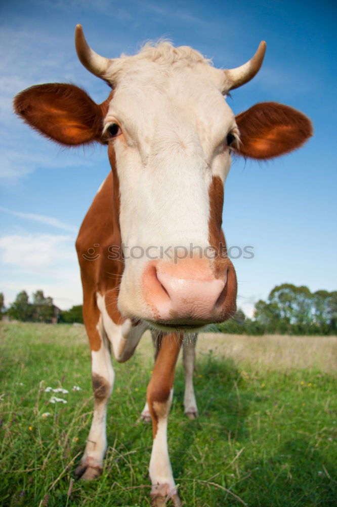 Similar – cow-child Nature Animal