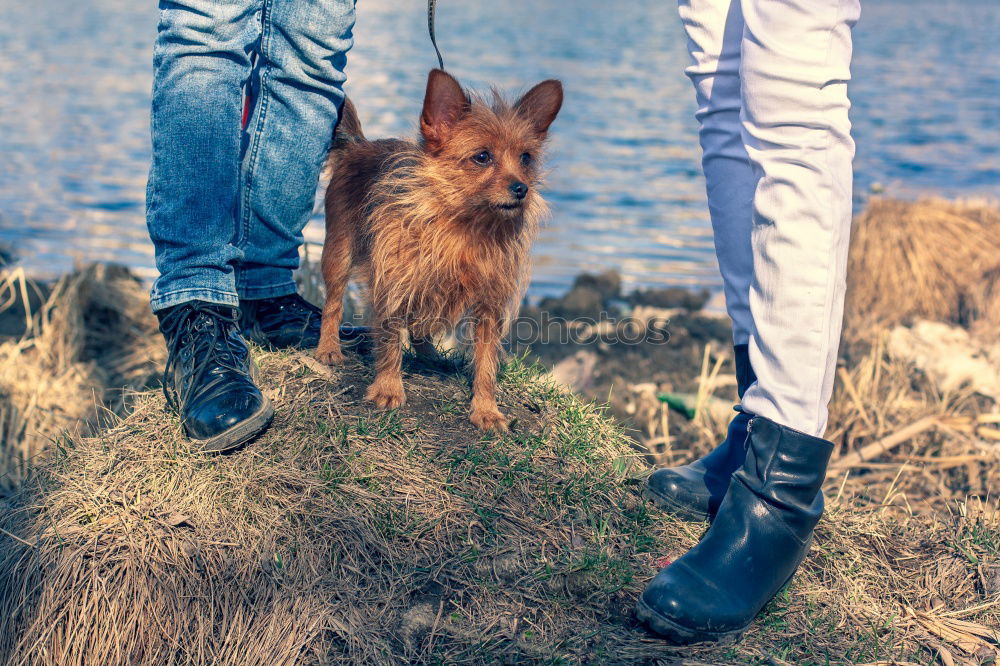 Similar – Image, Stock Photo Young woman is walking with her dog in the evening park.