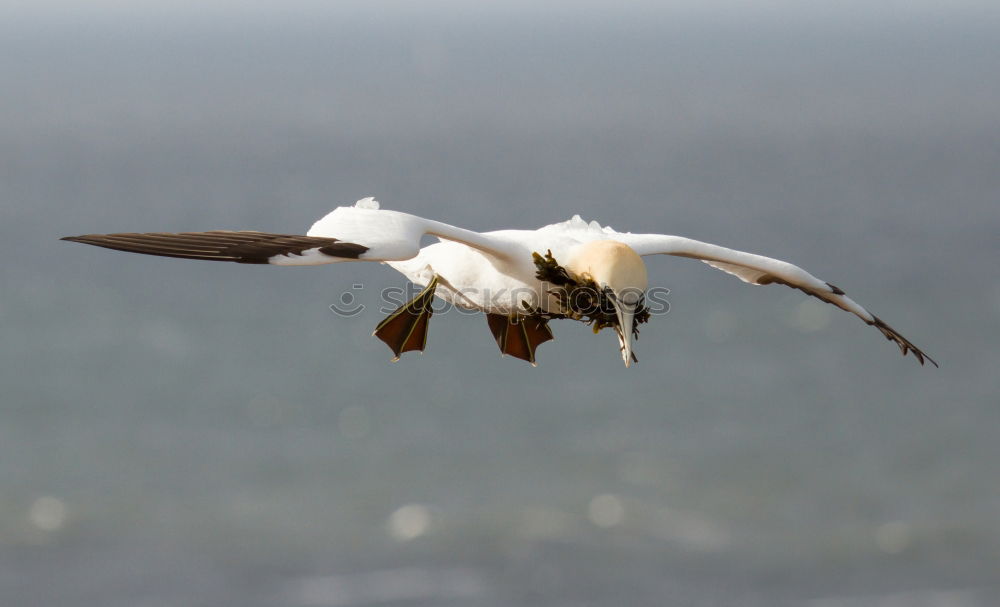 Similar – Image, Stock Photo Poor Blackbird Bird Claw