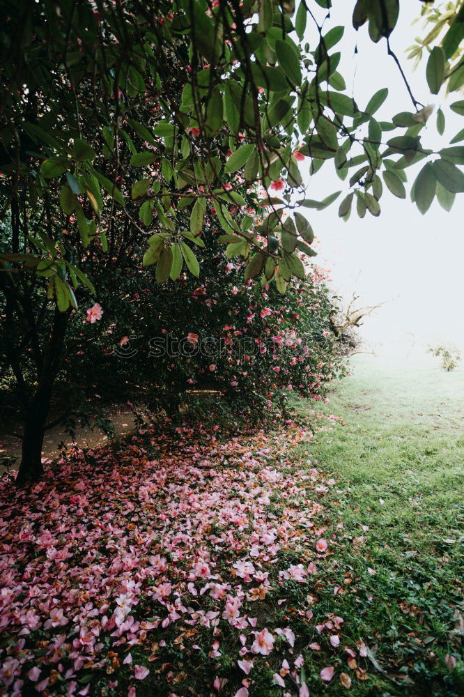 Image, Stock Photo fog in early morning in late autumn or winter garden