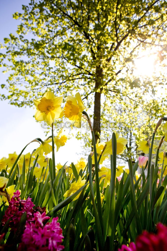 Similar – Foto Bild Monet Lifestyle Wohlgefühl