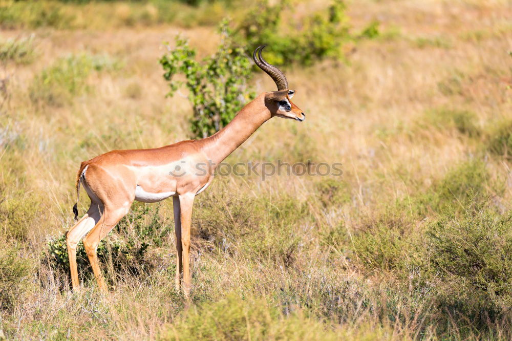 Similar – Thomson gazelles grazing