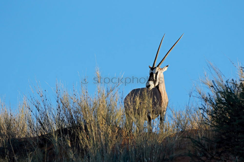 Similar – Image, Stock Photo stonebuck Capricorn Clouds