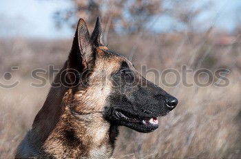 Similar – Belgian Shepherd Malinois