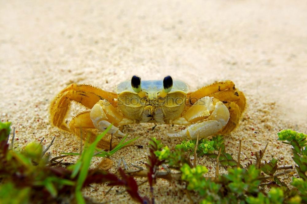 Similar – Red cliff crab Nature