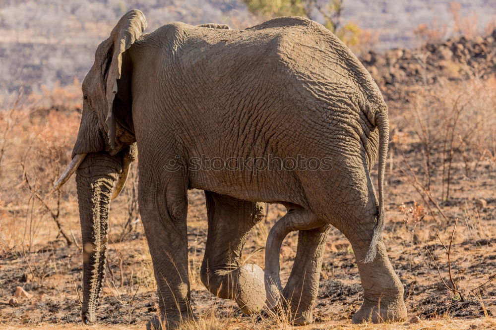 Similar – pachyderms Calm Large Gray