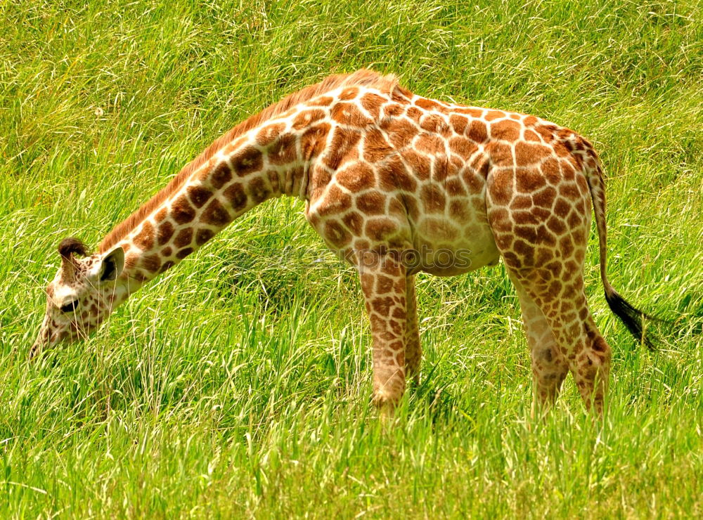 Similar – Foto Bild Kleinwild Kopf Reh Hirsche