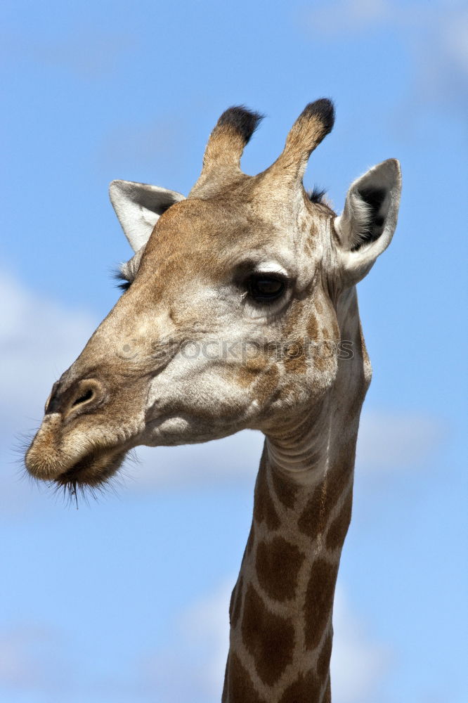 giraffe Wilderness Zoo